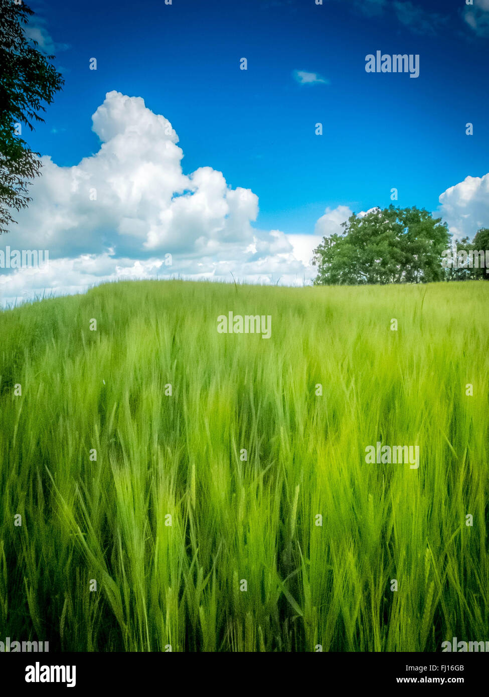 Campo di grano verde Foto Stock