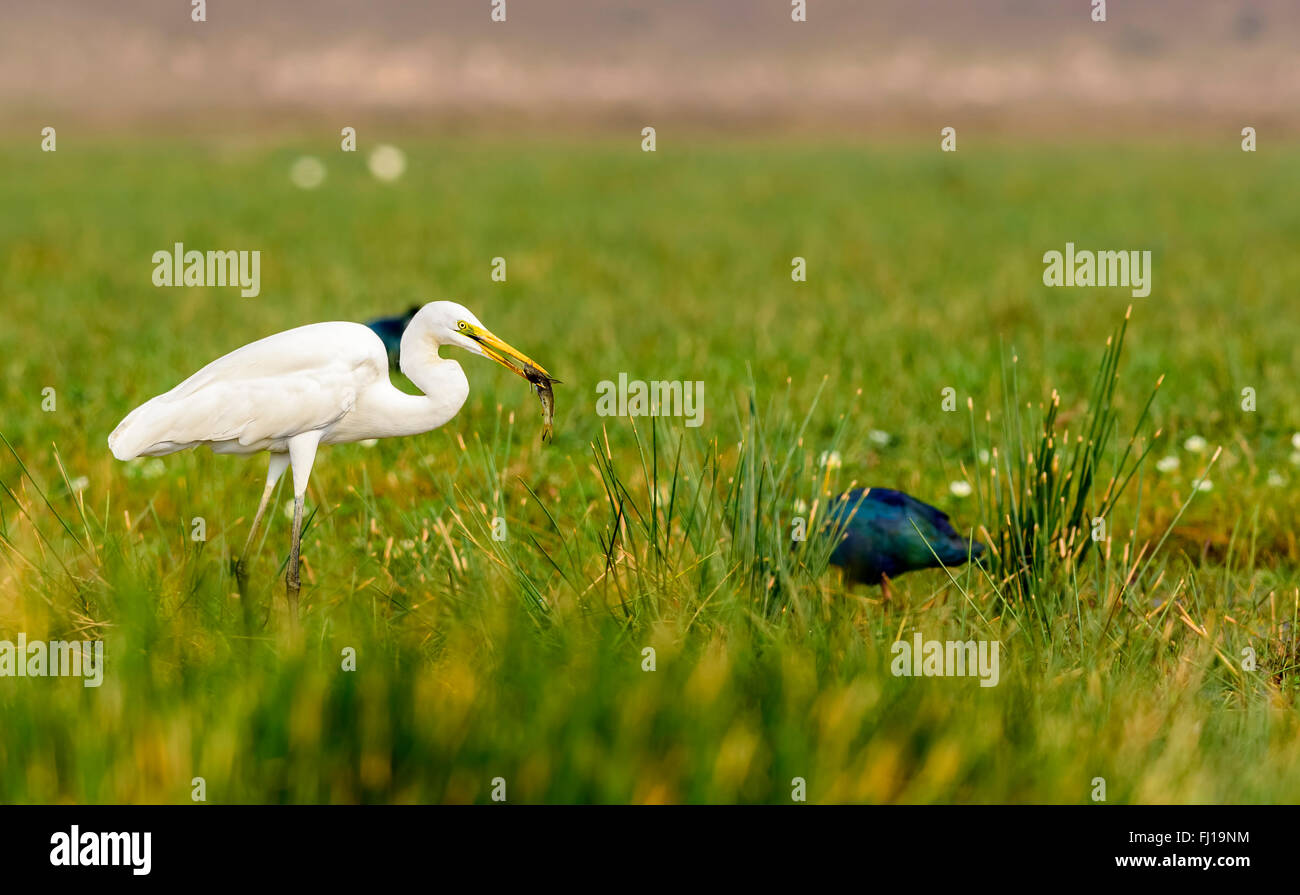 Uccello, Airone bianco maggiore, Ardea alba con un pesce, spazio di copia Foto Stock