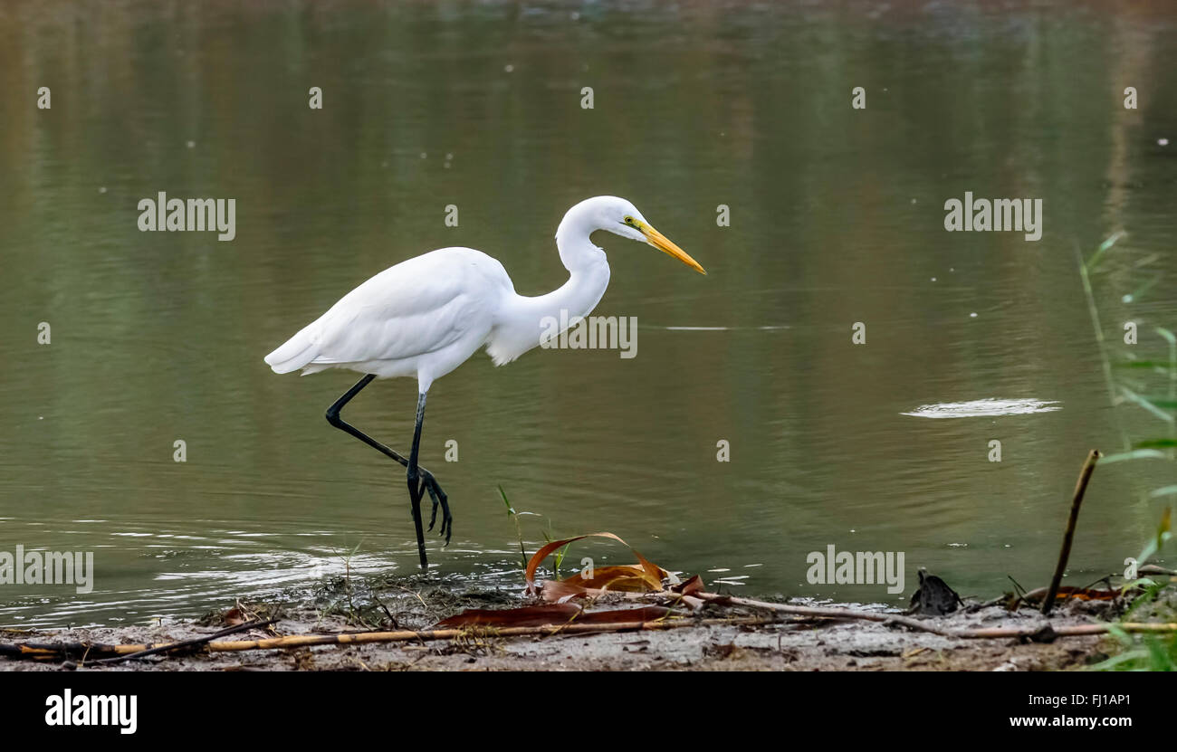 Bird Airone bianco maggiore, Ardea alba nel piumaggio bianco caccia dal bordo dell'acqua e la caccia con spazio di copia Foto Stock