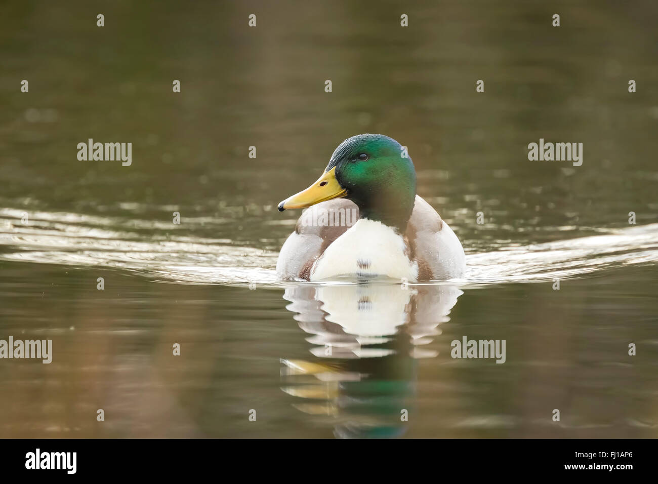 Un maschio di germano reale a dedicarmi anatra selvatica nuoto verso la telecamera. Foto Stock
