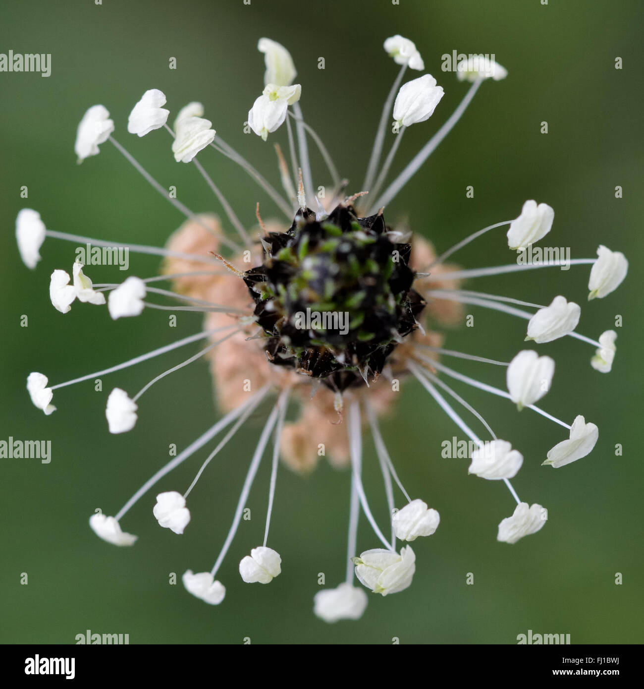 Ribwort piantaggine (Planzago lanceolata). Fiore di questo planzago, noto anche come narrowleaf e buckhorn piantaggine Foto Stock