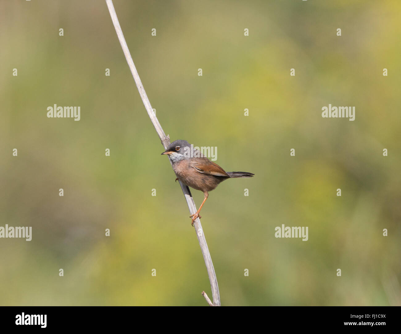 Spectacled Trillo maschio Sylvia conspicillata Agia Varvara Cipro Foto Stock