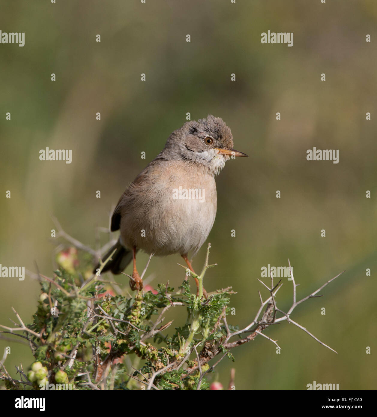 Spectacled Trillo femmina Sylvia conspicillata Foto Stock