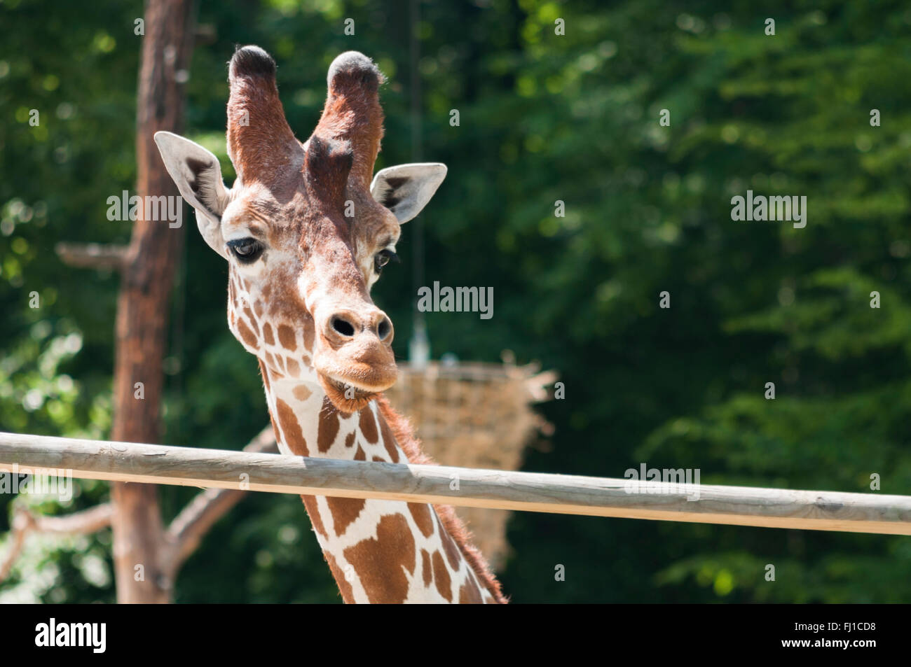 Ritratto di una giraffa in zoo aperto guardando qualcosa Foto Stock