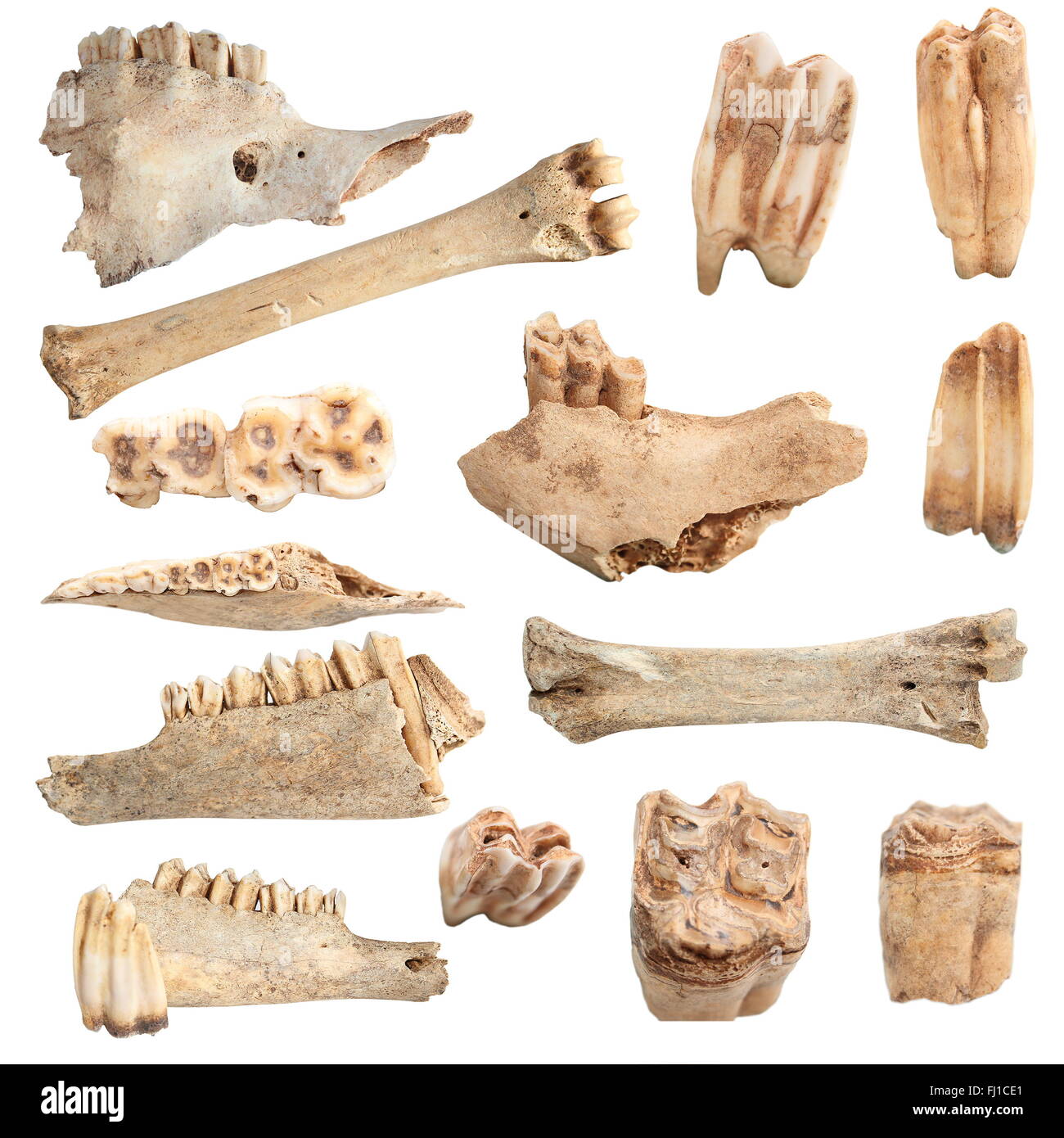 Raccolta isolati di diverse ossa di animali, su sfondo bianco; queste sono da animali cacciati e mangiato da cavemen a lungo ti Foto Stock