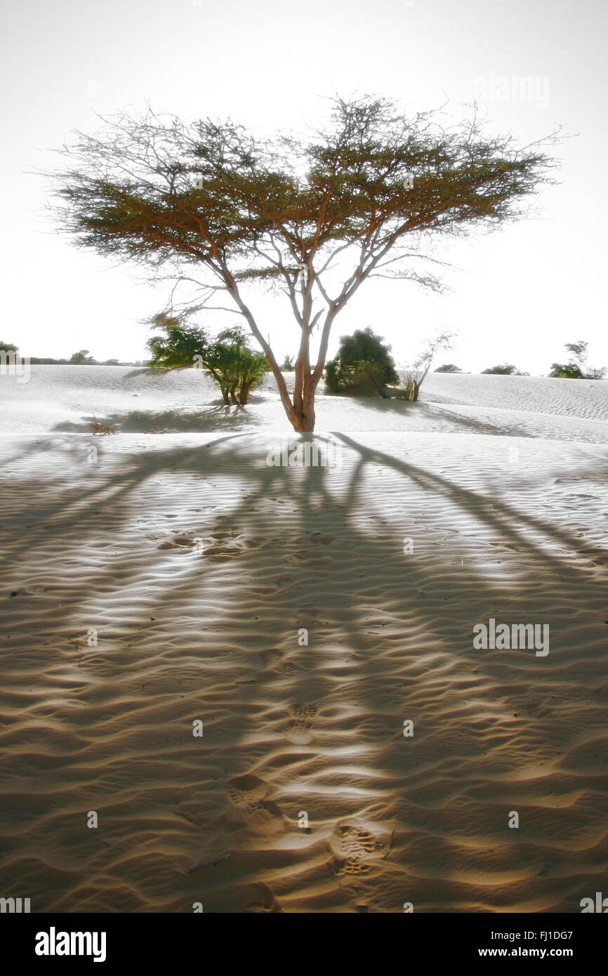 Chinguetti : vecchio albero , paesaggio del deserto città Foto Stock