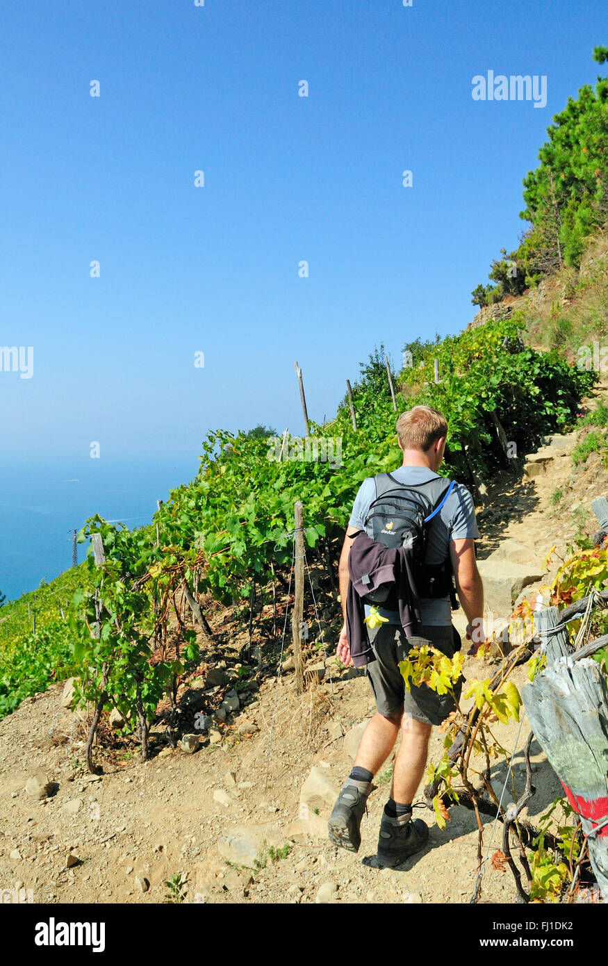 Gli escursionisti in lo Sciacchetrà vigneto, Corniglia, Cinque Terre Liguria, Italia, Europa Foto Stock