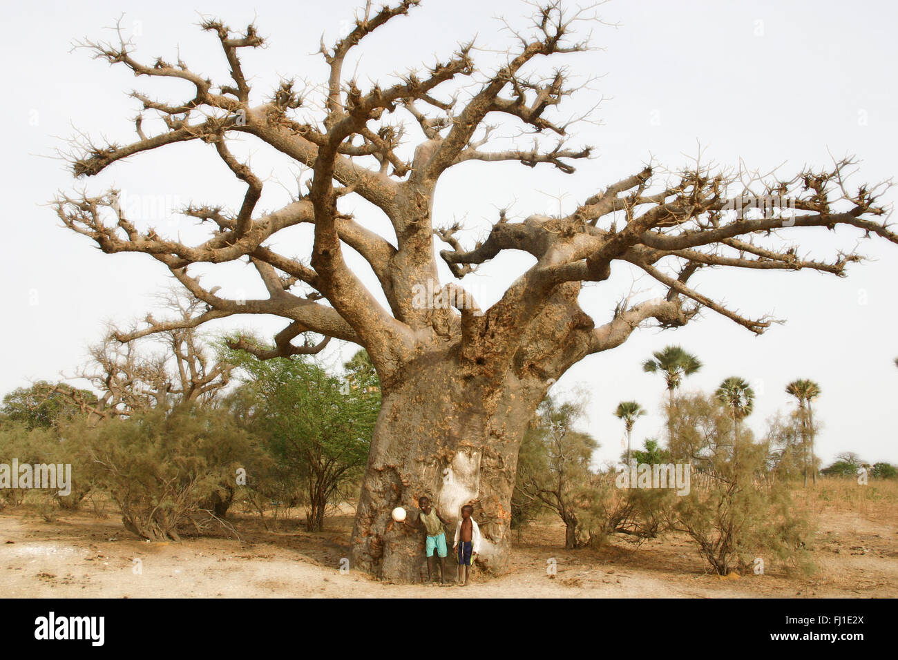 Enorme baobab in Sine Saloum area , con due bambini in posa con una sfera , Sine Saloum area , Senegal , Africa Foto Stock