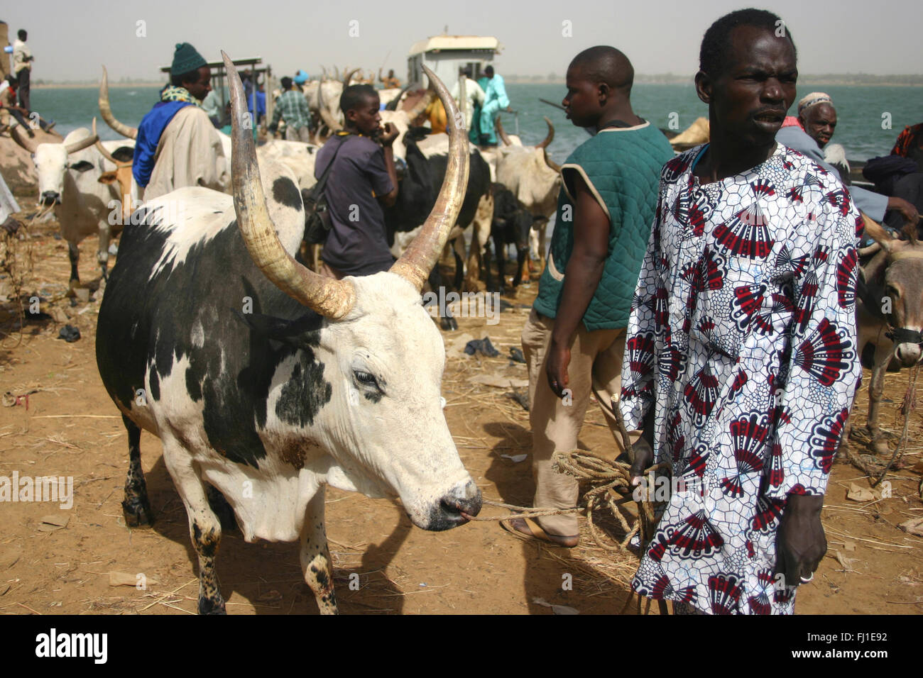 Un pastore sorge sulle rive del fiume Senegal in Segou , Mali, con un enorme bull per la vendita al mercato di Segou Foto Stock