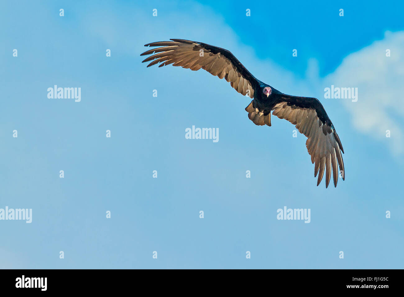 Minor giallo-headed Vulture (Cathartes burrovianus) In volo Santarem in Brasile Foto Stock