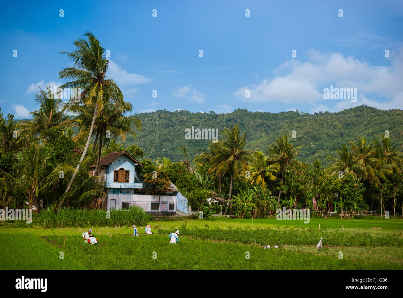 Gli agricoltori tendono al loro campo di riso, al di fuori della città di Yogyakarta, Giava centrale, Indonesia. Foto Stock