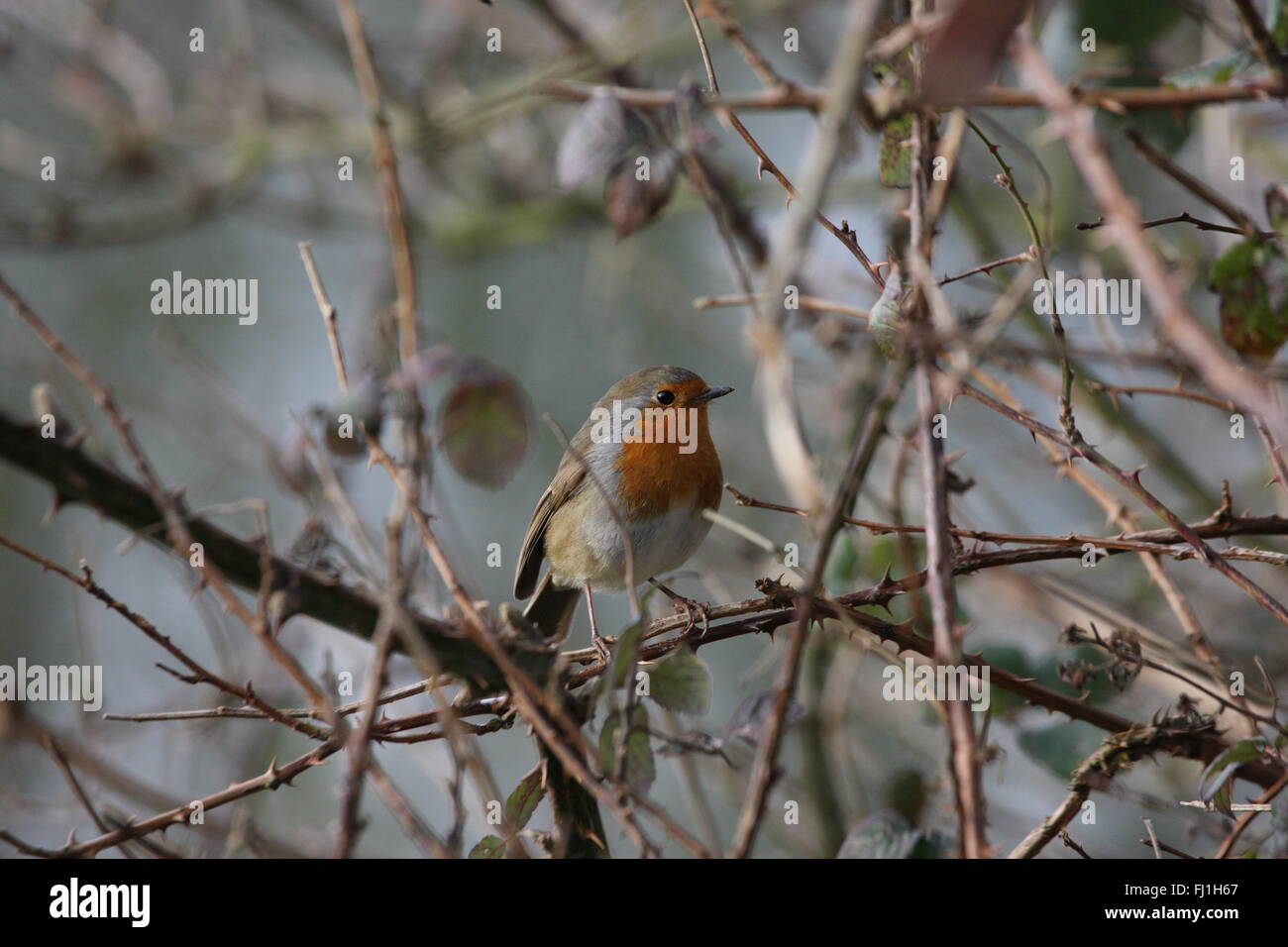 Erithacus rubecula) Foto Stock