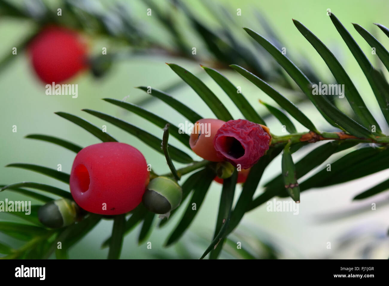 Yew (Taxus baccata) bacche. Foglie e bacche su una conifera nella famiglia Taxaceae, in un cimitero Foto Stock