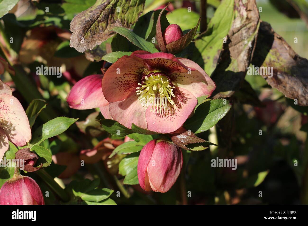 Rosa scuro Veratro rosso fiori e boccioli di fiori recisi nel febbraio del sole Foto Stock
