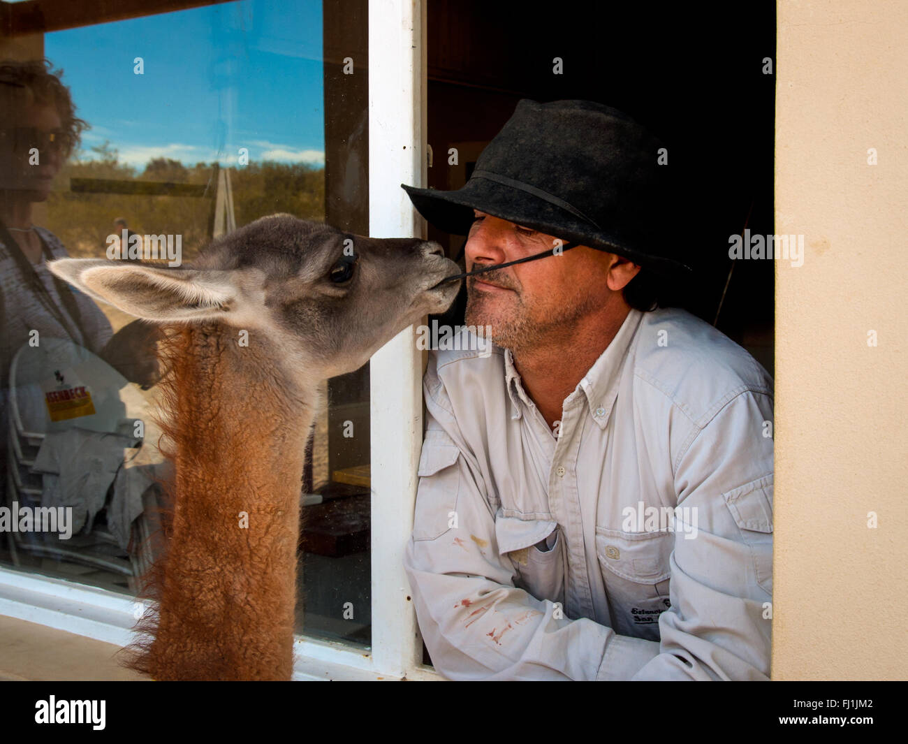 Gaucho, cowboy argentino e il suo llama sulla fattoria vicino a Puerto Madryn Foto Stock
