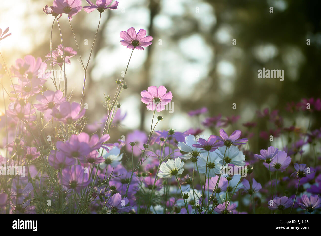 Bel fiore con la luce del mattino Foto Stock