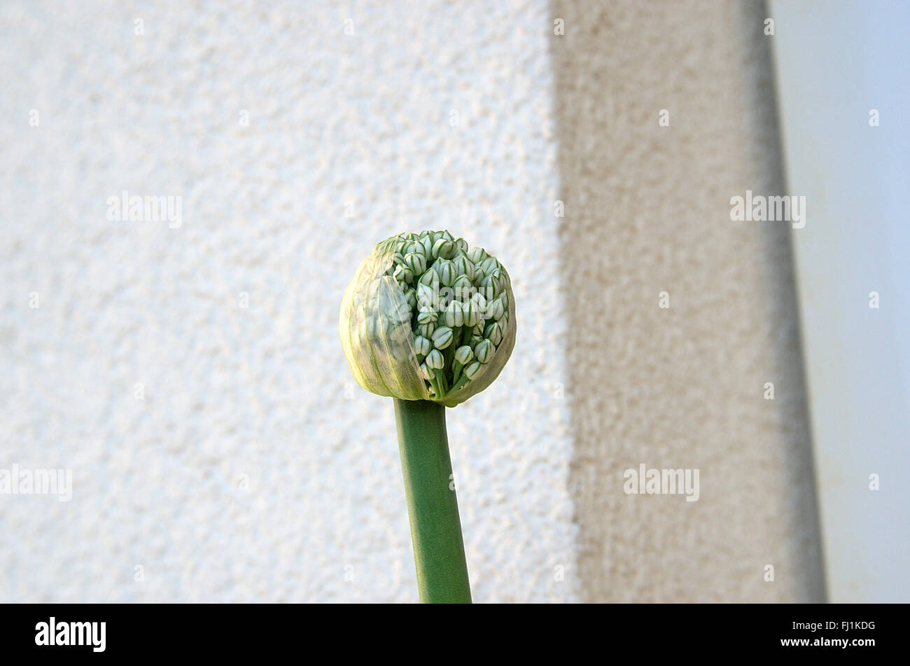 Giovani pianta di cipolla Foto Stock