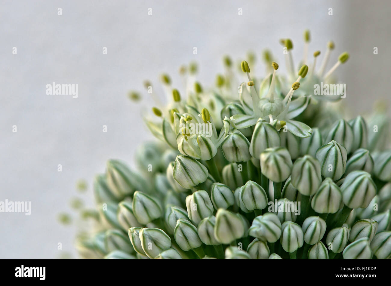 Giovani pianta di cipolla Foto Stock