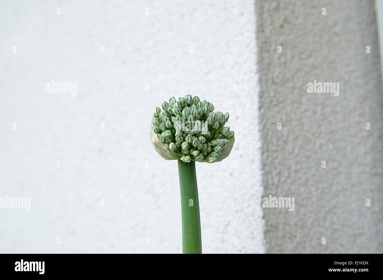 Giovani pianta di cipolla Foto Stock
