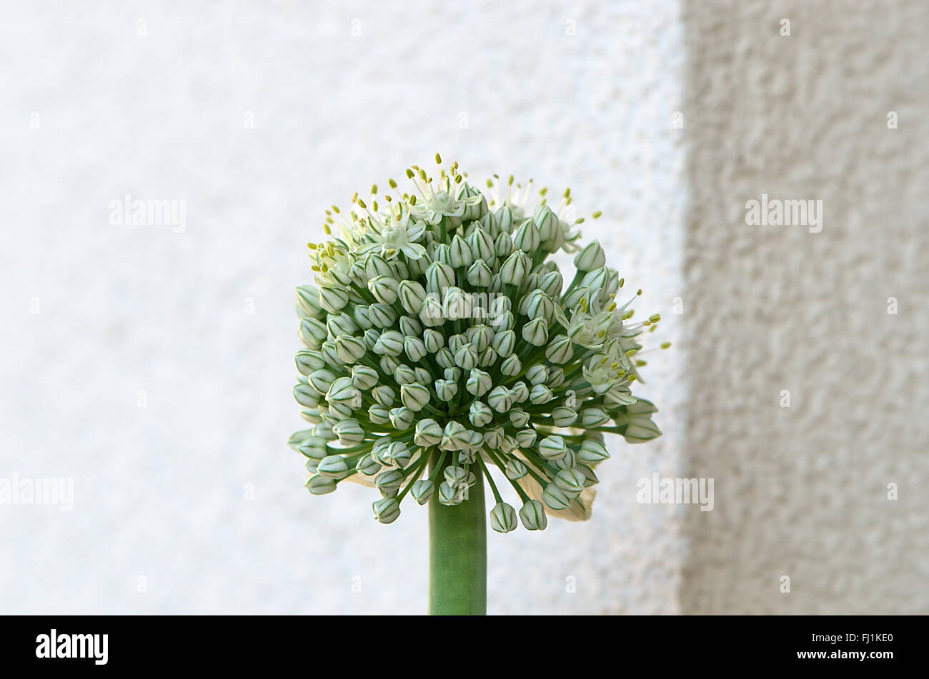 Giovani pianta di cipolla Foto Stock
