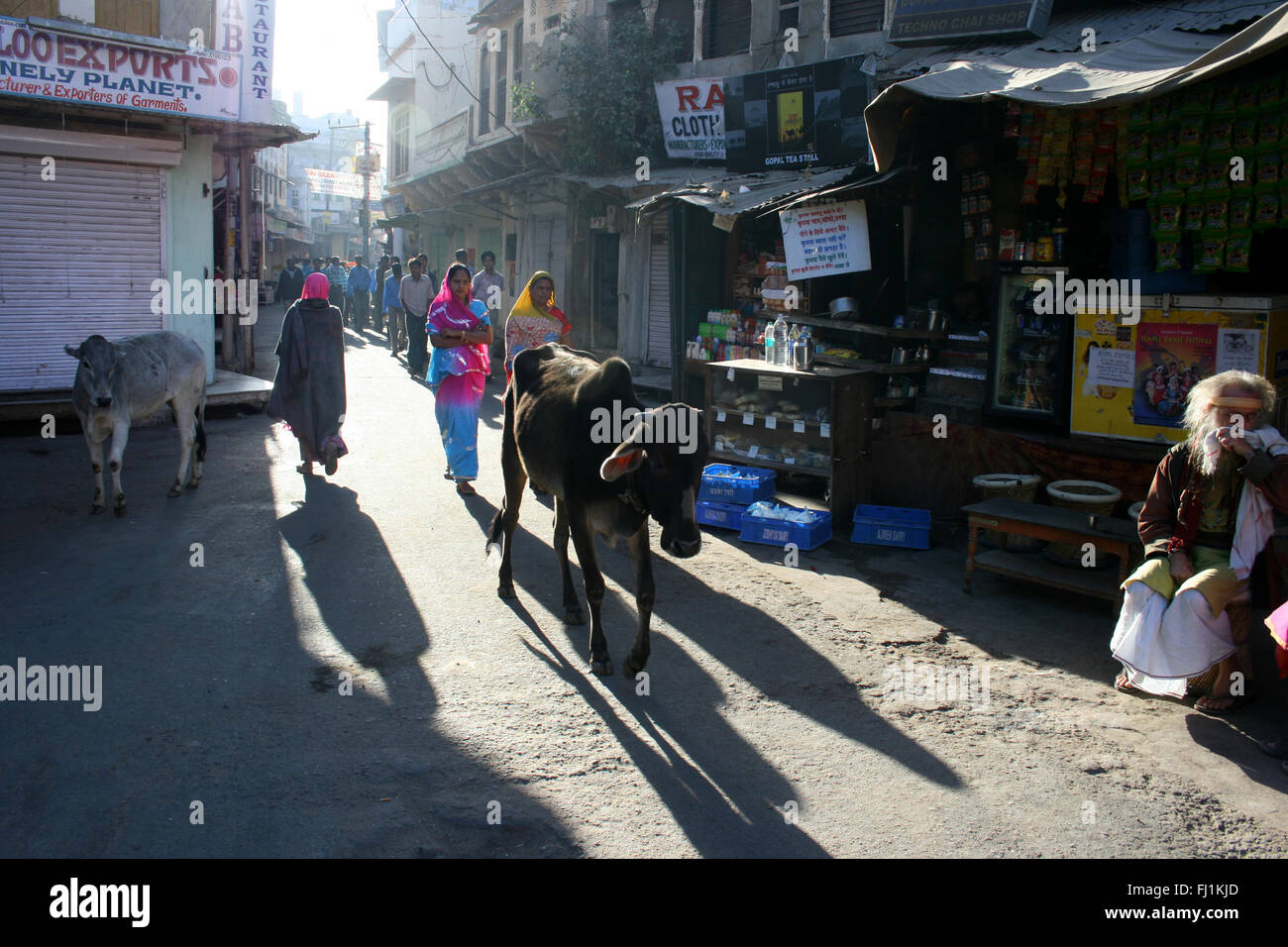 Vacca sacra in una strada di Pushkar , India Foto Stock