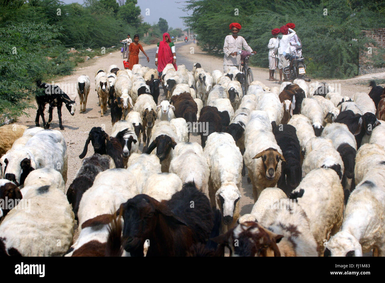 Pastori tornando a casa con il loro gregge , Rajasthan, India Foto Stock