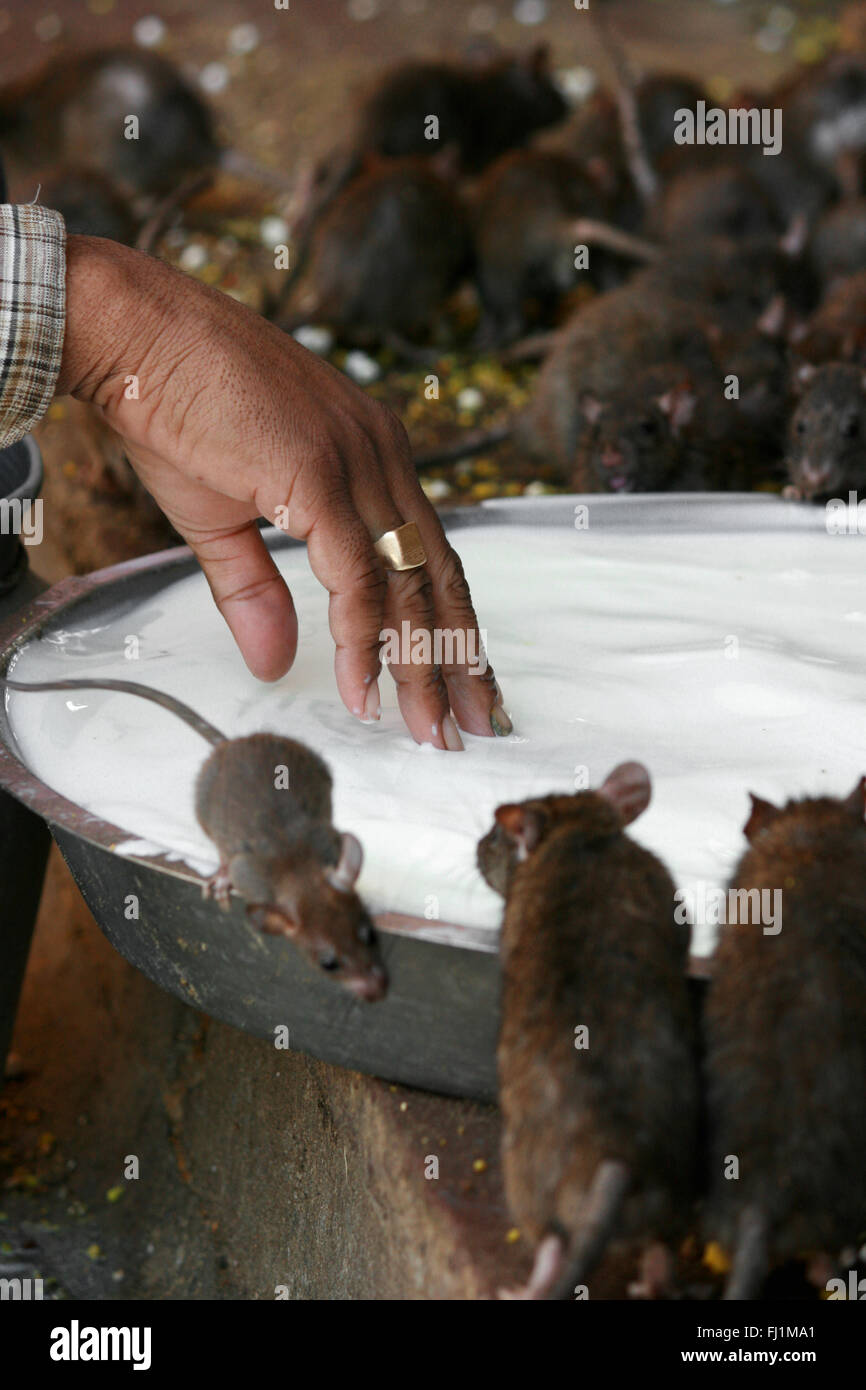Pellegrini indù alimentazione di ratti di Karni Mata Temple, Deshnok, India Foto Stock