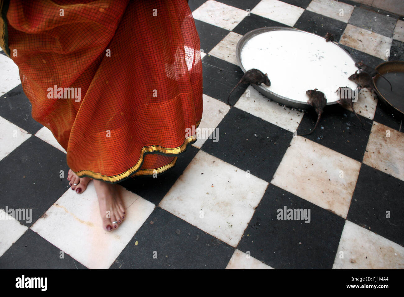 Donna dentro di Karni Mata Temple (ratti tempio) , Bikaner, Rajasthan, Inde Foto Stock