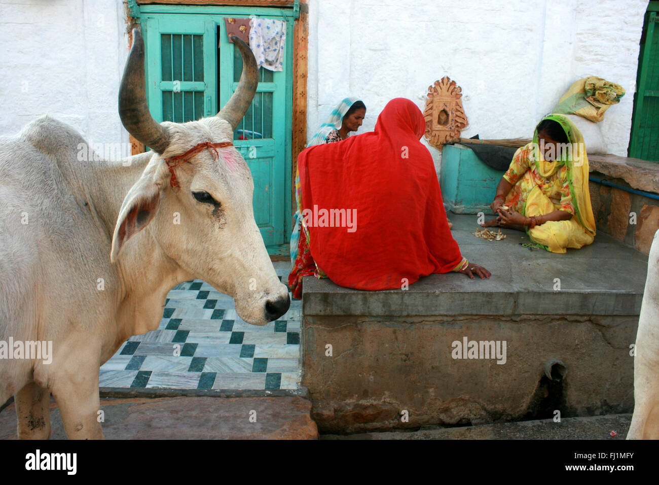 Le donne parlano in strada di Jaisalmer con vacca sacra , Rajasthan, India Foto Stock