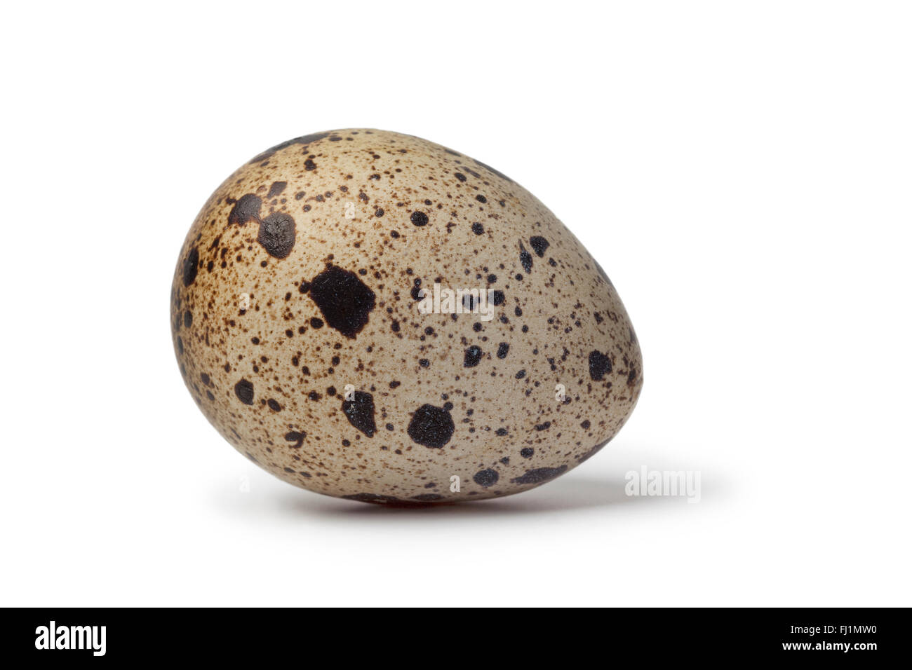 Intero fresco singolo uovo di quaglia su sfondo bianco Foto Stock