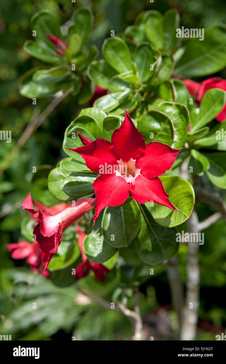 Rosso scuro a rosa del deserto, Adenium Obesum Foto stock - Alamy