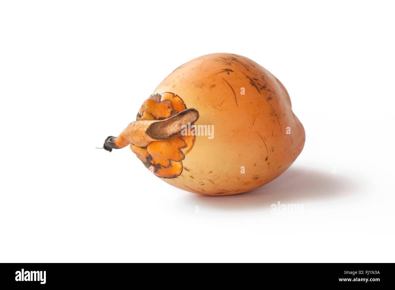 Un complesso unico di fresca giovani coconut su sfondo bianco Foto Stock
