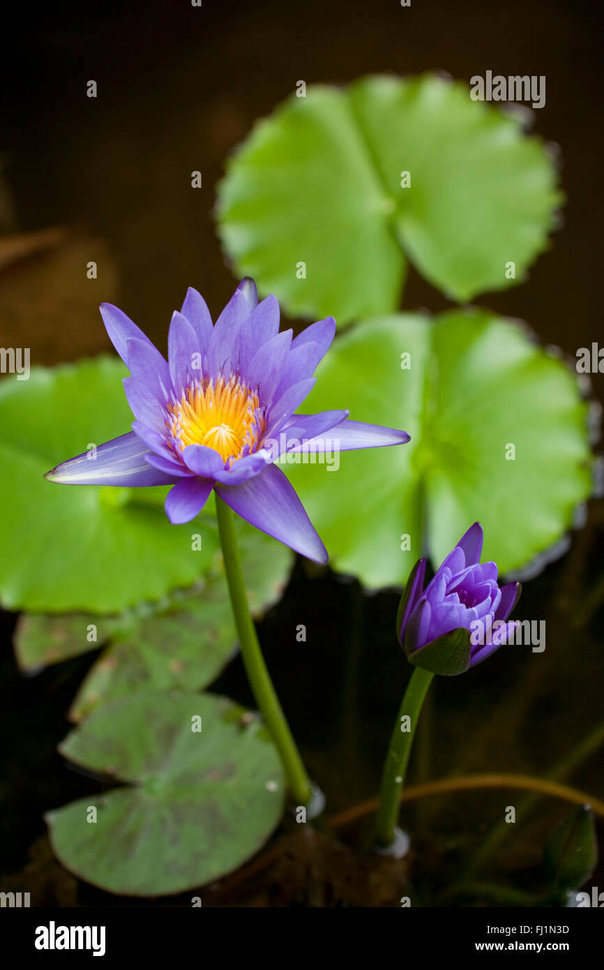Blue Water lily Nymphaea a Bali, in Indonesia Foto Stock