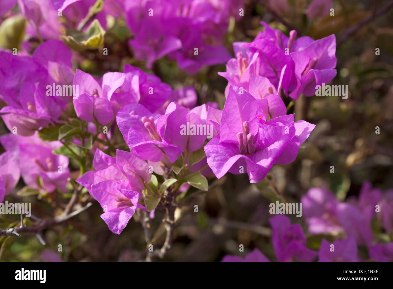 Viola fiori di Bouganville close up Foto Stock