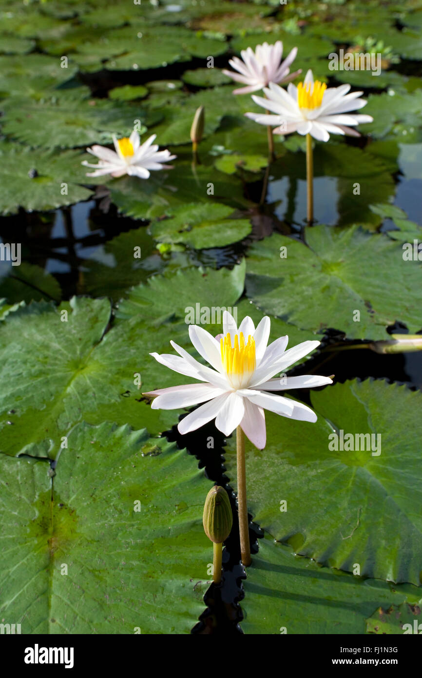 Ninfee Nymphaea alba a Bali, in Indonesia Foto Stock