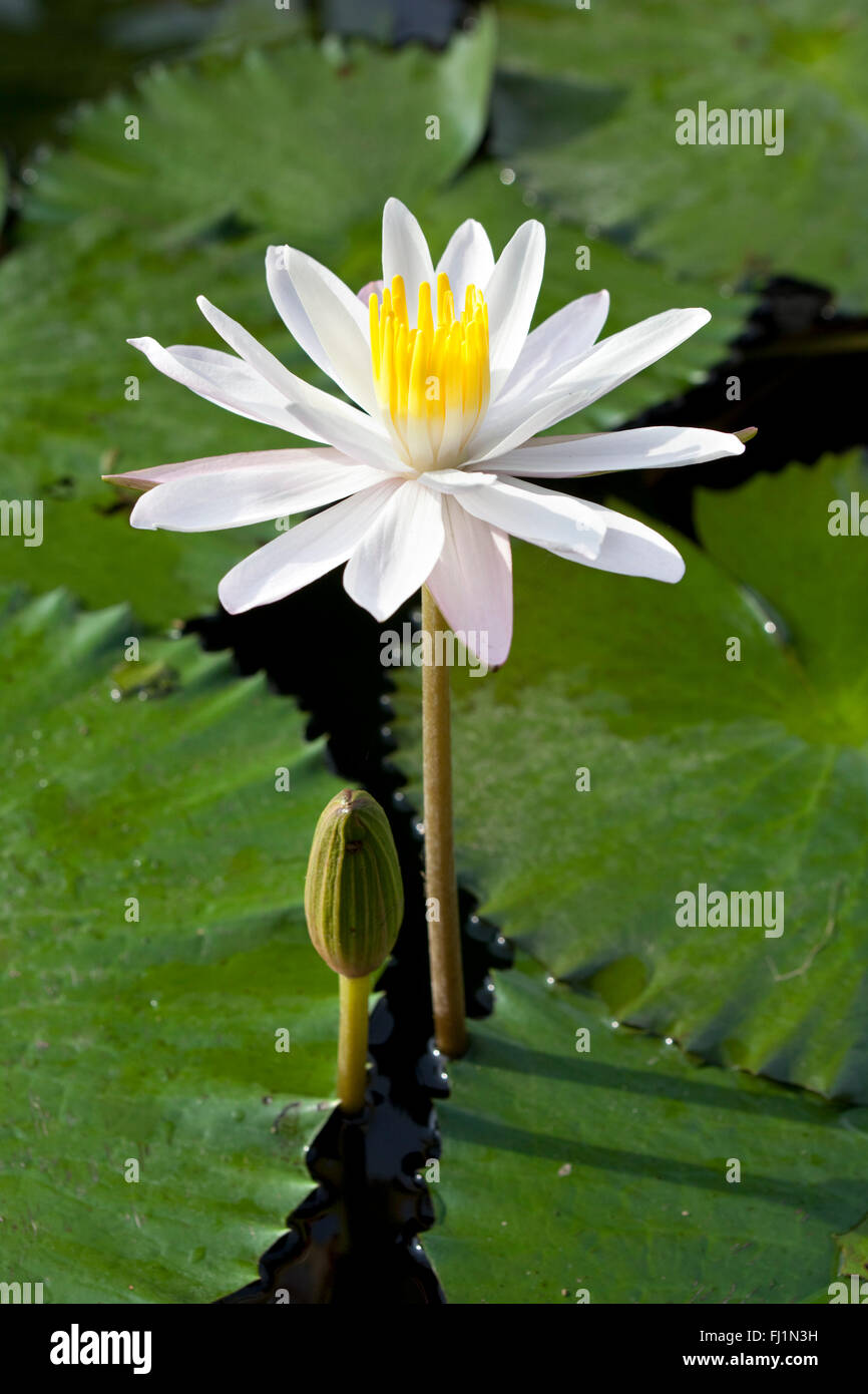 Ninfee Nymphaea alba a Bali, in Indonesia Foto Stock