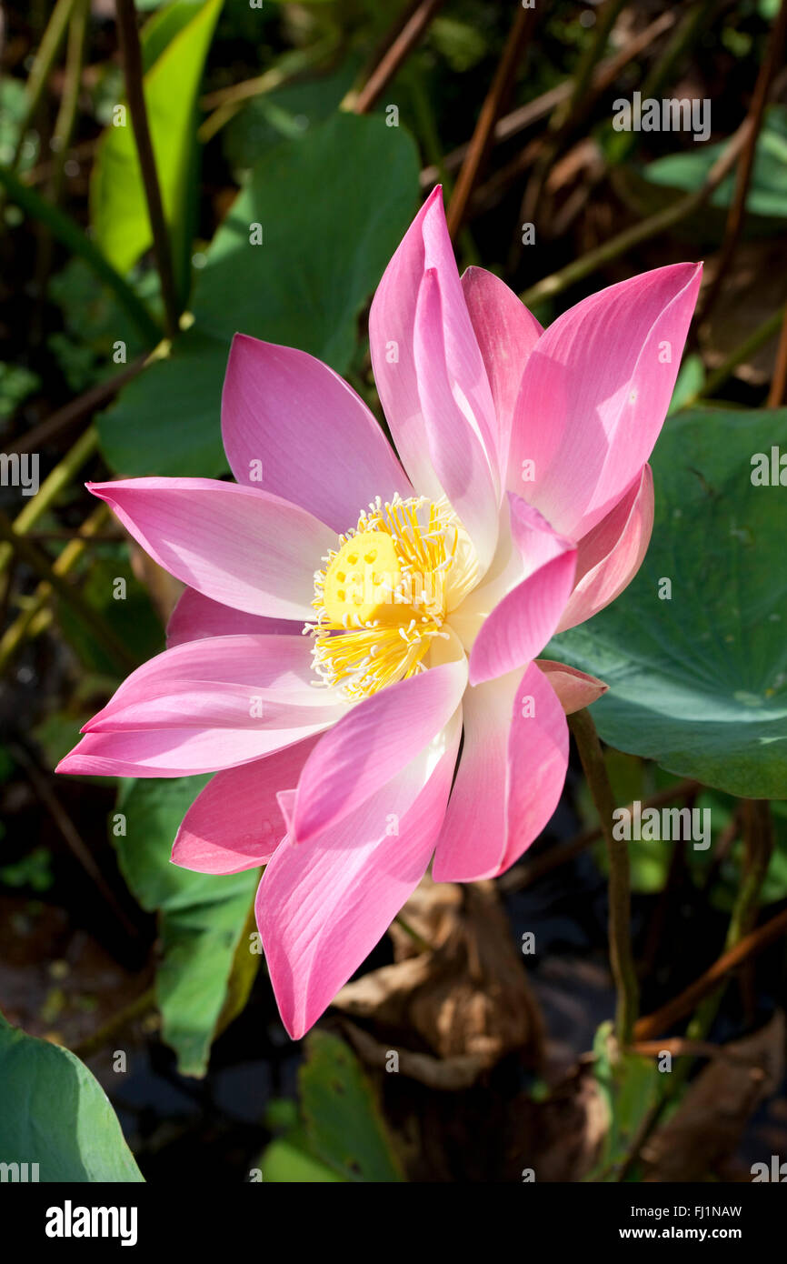 Rosa fiore di loto close up Foto Stock