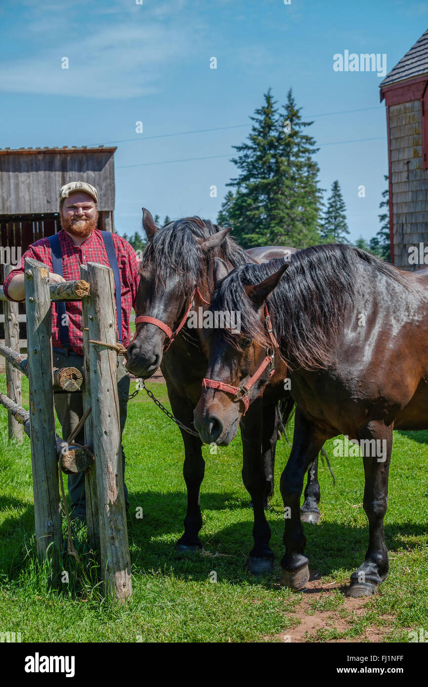 Il canadese del cavallo è una razza che è un forte e ben muscoloso razza di Light Horse. all'angolo di orwell villaggio storico su pei Foto Stock