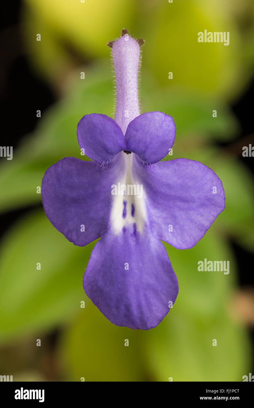 Cape Primrose, Streptocarpus saxorum, fiore, un membro della Gesneriaceae nella coltivazione (origine Africa Orientale). Foto Stock