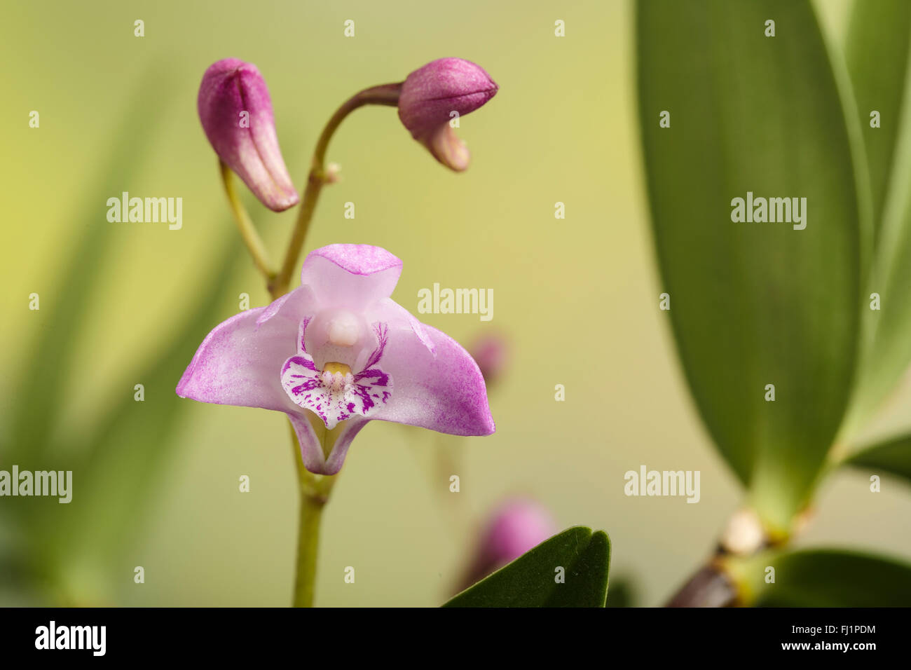 Roccia rosa Orchid, Dendrobium kingianum, (noto anche come Thelychiton kingianus), Australia orientale (in coltura) Foto Stock