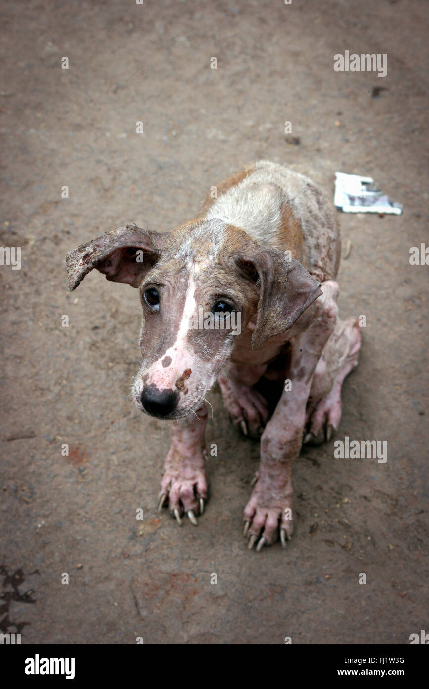 Povero cane affamato in India Foto Stock