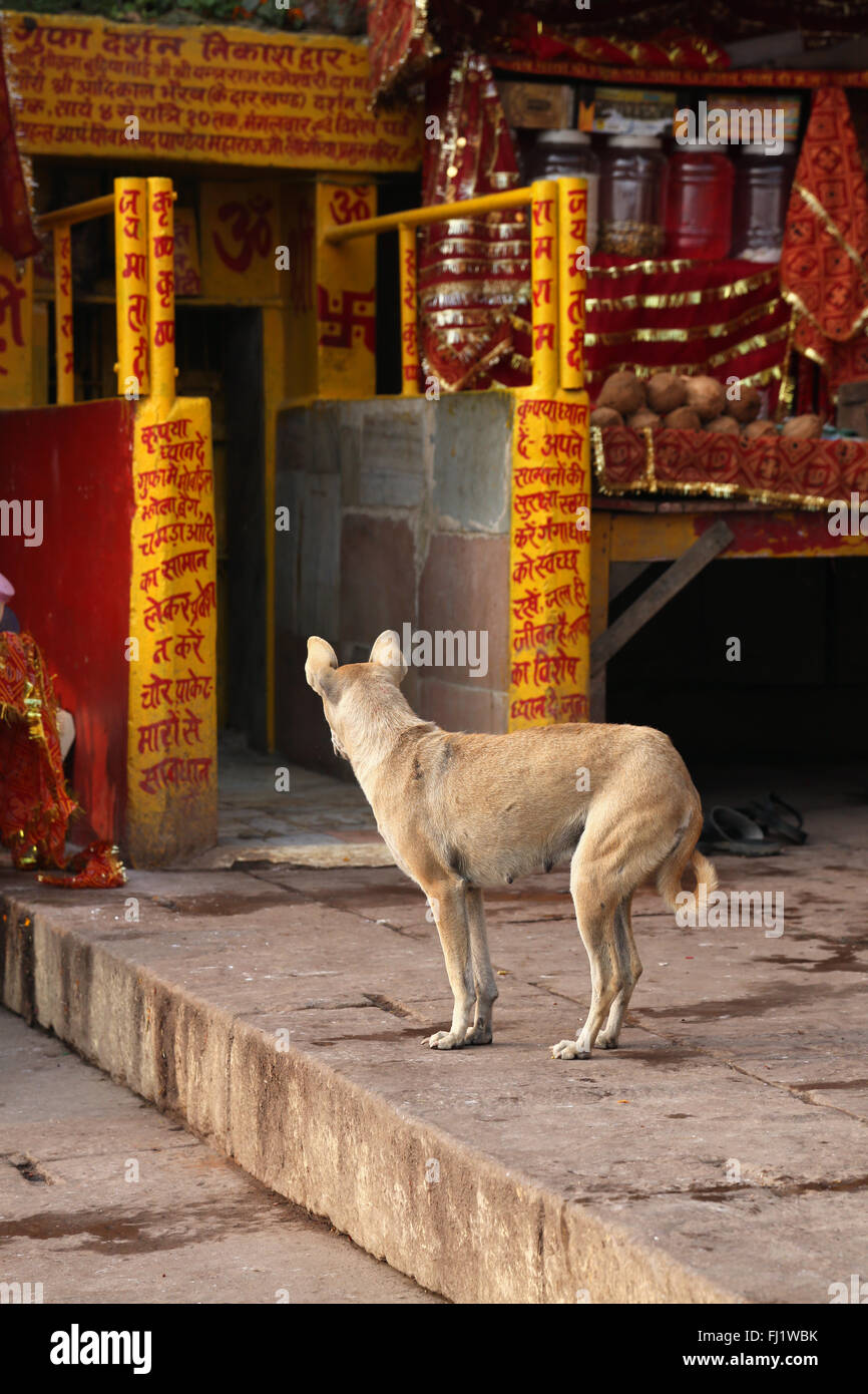 Cane nella parte anteriore di un tempio, Varanasi, India Foto Stock