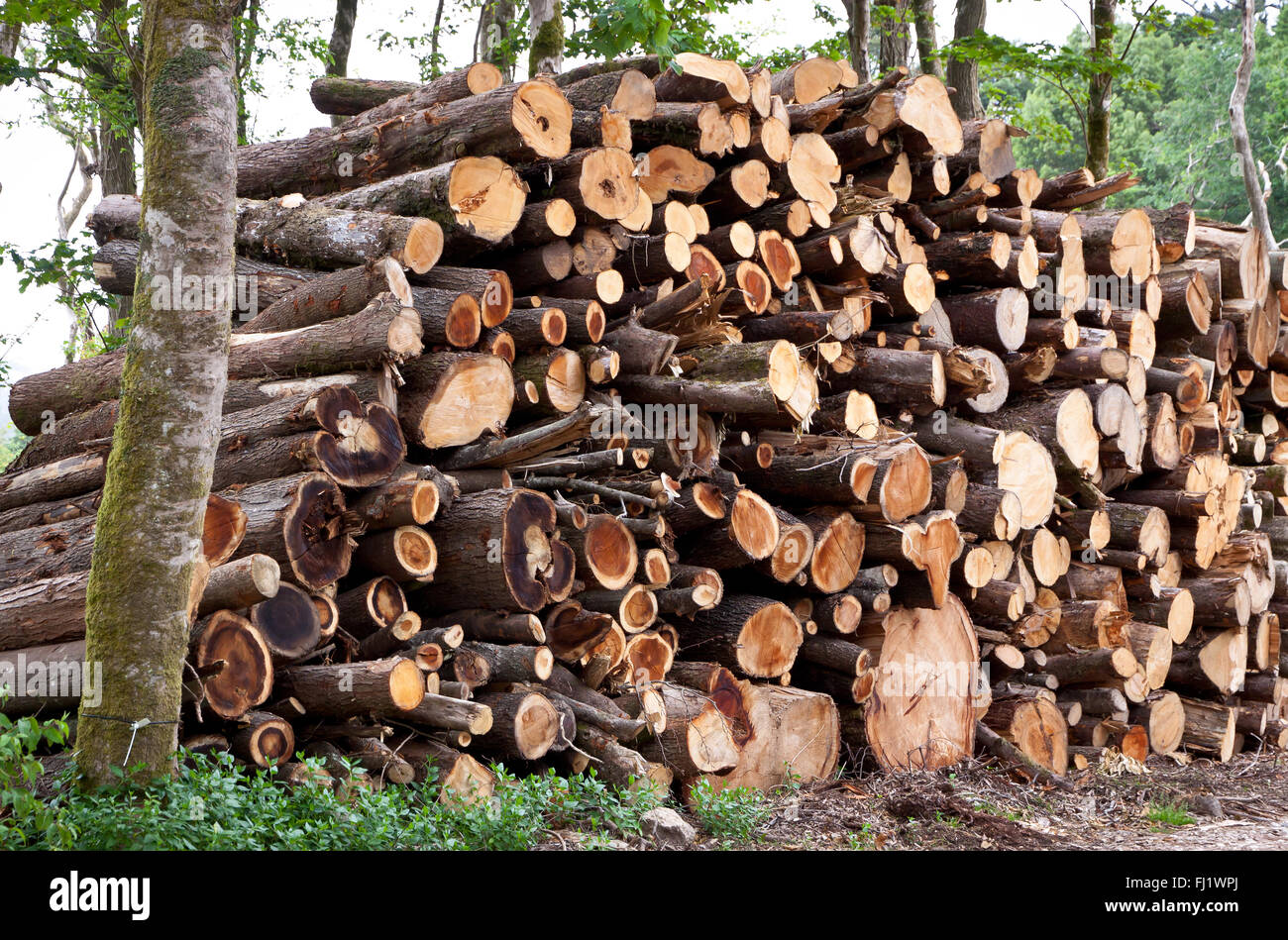 Pino Bruciato - Tavoli Di Legno Con Tavole Di Legno - Fondo Immagine Stock  - Immagine di pino, effetto: 168914509