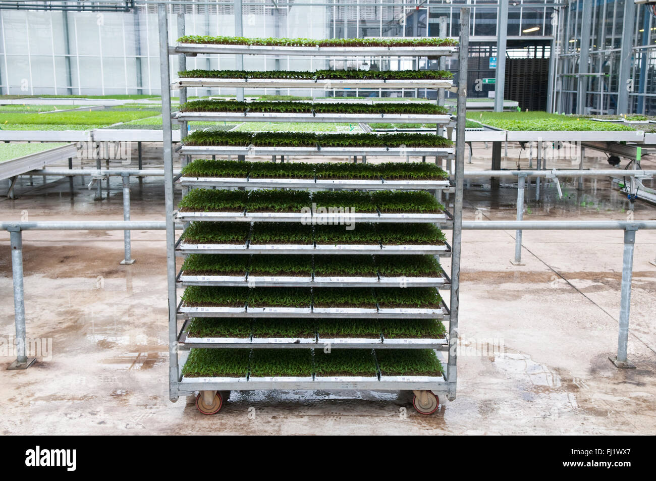 Carrello con ruote impianto di scaffalatura con intercambiabili scaffalature per impianti mobili attorno ad un commerciale vivaio all'ingrosso Foto Stock