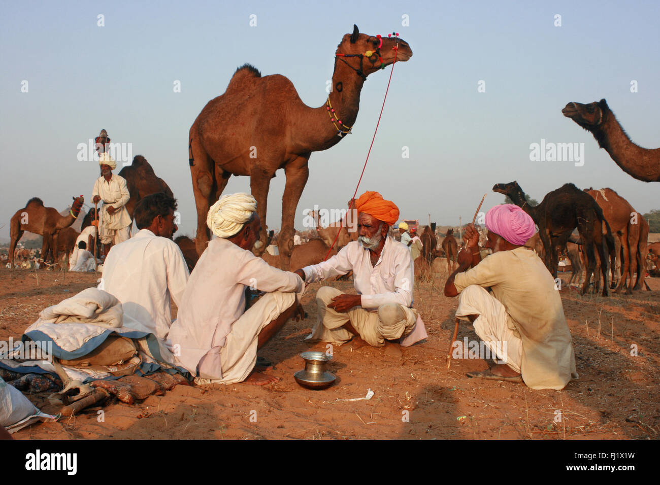 Rajasthani driver di cammelli stanno discutendo dal tramonto sulla mela terra, Pushkar mela, India Foto Stock
