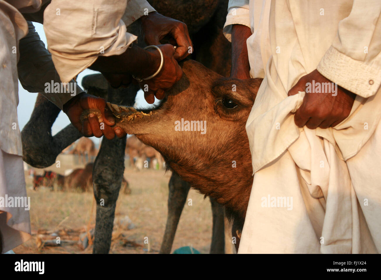 I cammelli e i loro proprietari durante il Pushkar mela camel fair in Rajasthan Foto Stock