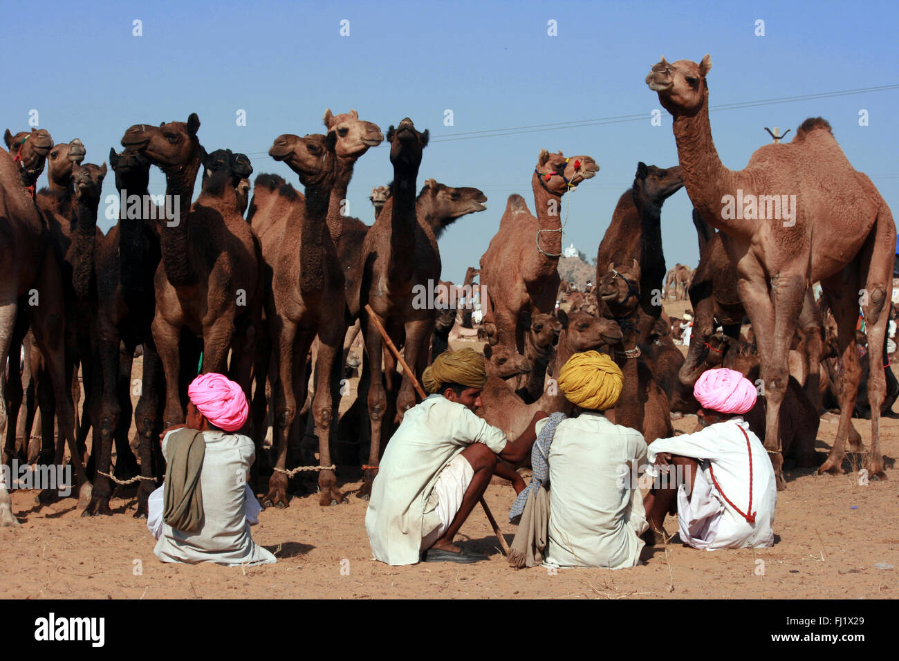 I cammelli e uomini di Rajasthani con turbante durante il Pushkar camel fair, India Foto Stock