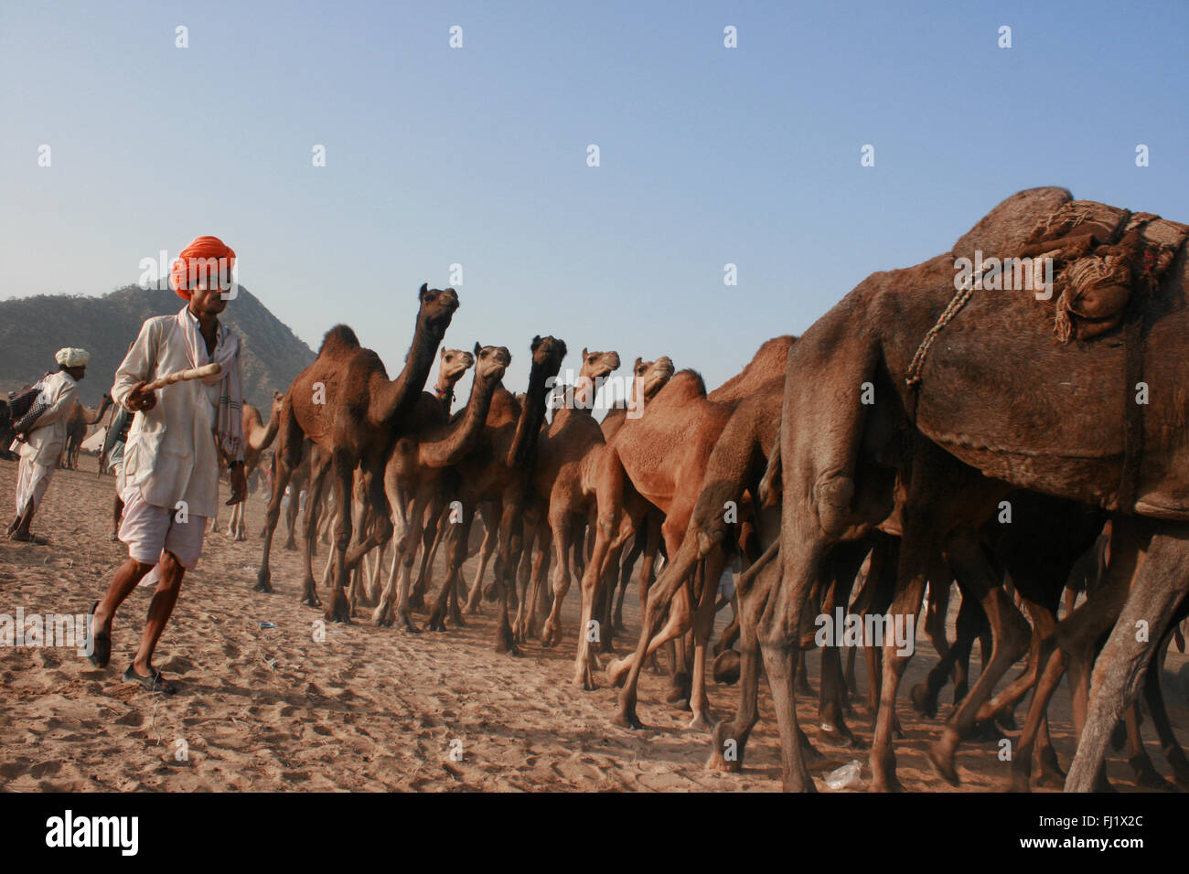 I cammelli e uomini di Rajasthani con turbante durante il Pushkar camel fair, India Foto Stock