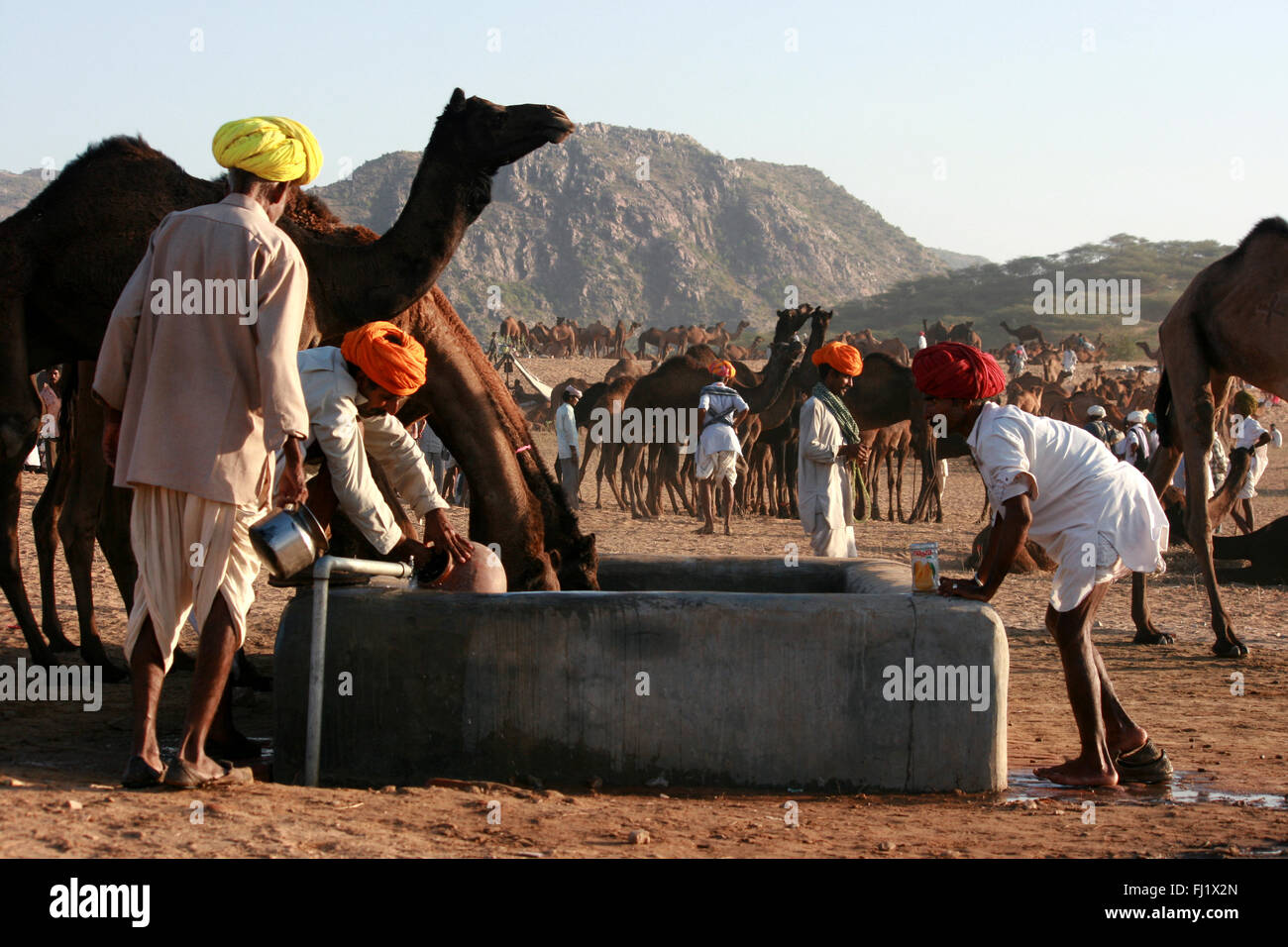 I cammelli e i loro proprietari durante il Pushkar mela camel fair in Rajasthan Foto Stock