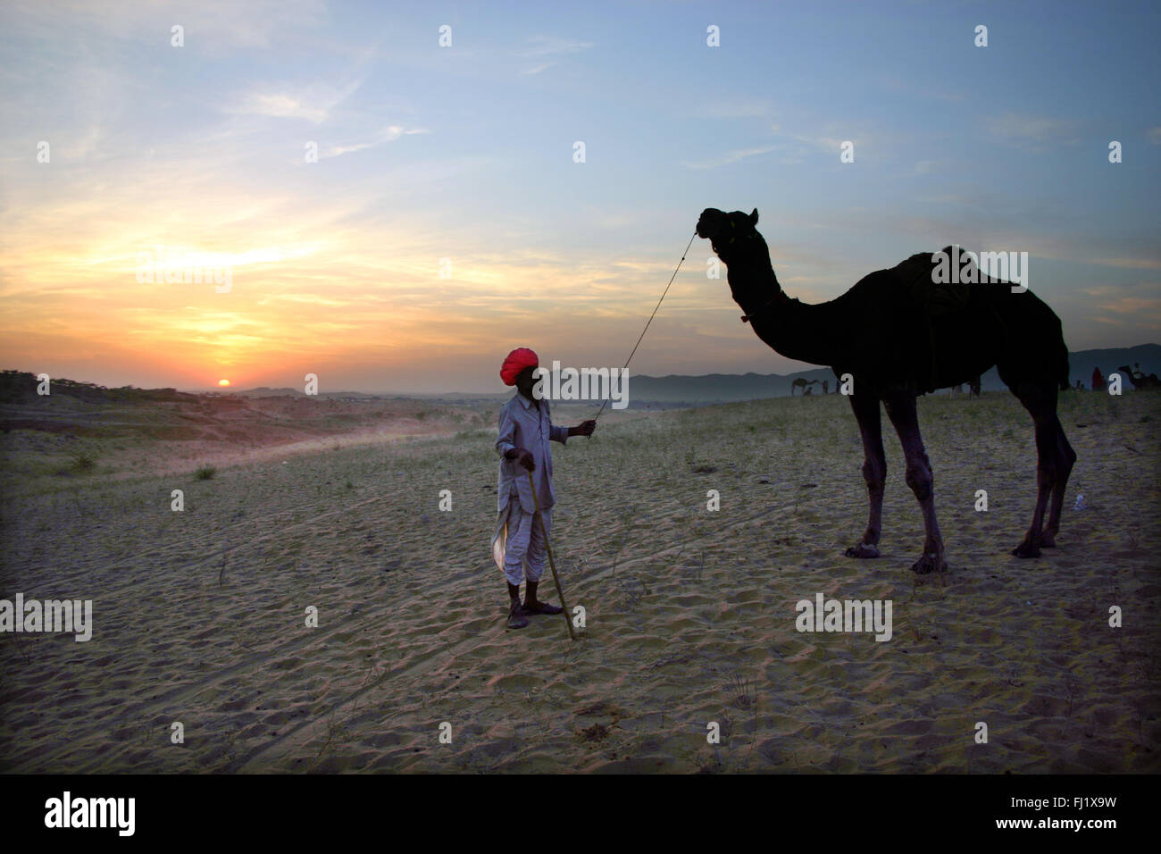 Driver del cammello e il suo cammello dal tramonto durante il Pushkar camel fair, Rajasthan, India Foto Stock